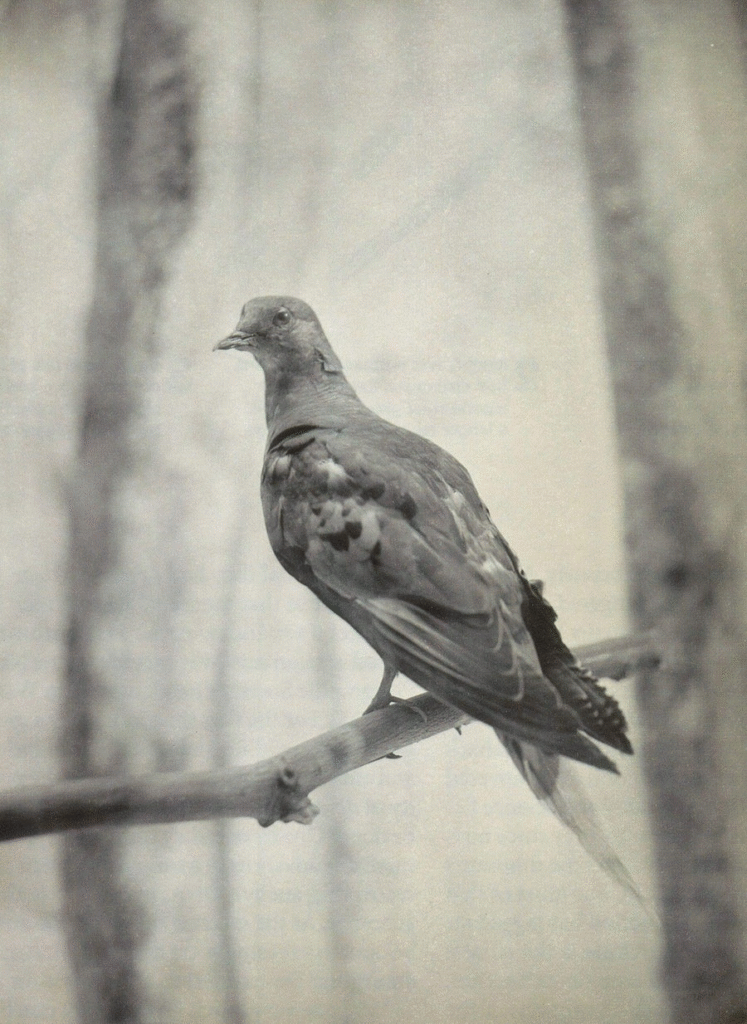 The last known passenger pigeon, Martha.